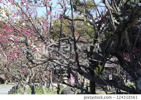 大阪高槻城天滿宮的春天,梅花的香味撲鼻而來 大阪高槻城天滿宮的春天,梅花的香味撲鼻而來 124318561