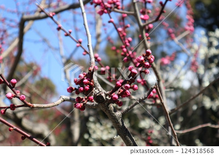 Spring at Takatsuki Castle Tenmangu Shrine in Osaka, with the scent of plum blossoms 124318568