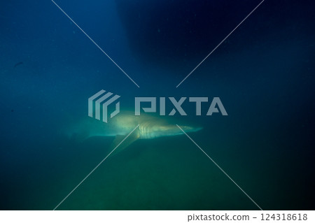 Grey Shark, Ogasawara, Tokyo Grey Shark, Ogasawara, Tokyo 124318618