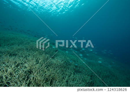 Six-spotted Damselfish, Ogasawara, Tokyo 124318626