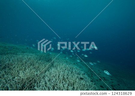 六斑雀鯛，小笠原，東京 124318629