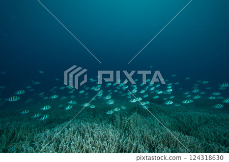 Six-spotted Damselfish, Ogasawara, Tokyo 124318630