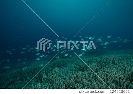 Six-spotted Damselfish, Ogasawara, Tokyo Six-spotted Damselfish, Ogasawara, Tokyo 124318631
