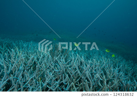 Six-spotted Damselfish, Ogasawara, Tokyo 124318632