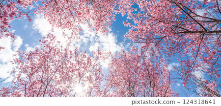 春天，早開的寒緋櫻花在藍天映襯下盛開 124318641