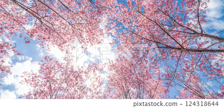 春天，早開的寒緋櫻花在藍天映襯下盛開 124318644