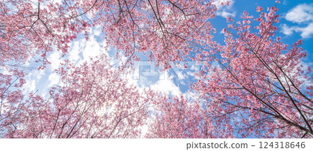 Early-blooming Kanhi cherry blossoms against the blue sky in spring 124318646
