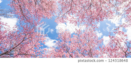 春天，早開的寒緋櫻花在藍天映襯下盛開 124318648