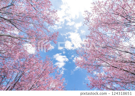 Early-blooming Kanhi cherry blossoms against the blue sky in spring 124318651