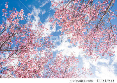 春天，早開的寒緋櫻花在藍天映襯下盛開 124318653