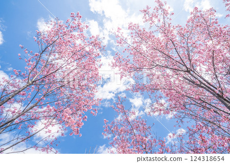 Early-blooming Kanhi cherry blossoms against the blue sky in spring 124318654