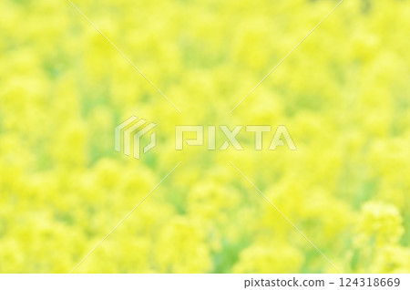 Yellow background material made of rape blossoms 124318669