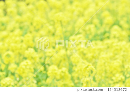 油菜花製作的黃色背景材料 油菜花製作的黃色背景材料 124318672