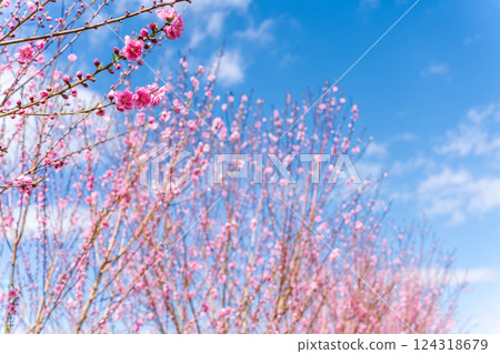 桃花映襯著春天的天空，春天 124318679