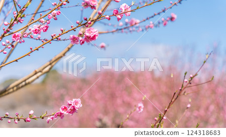 桃花映襯著春天的天空，春天 124318683