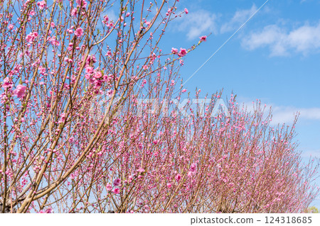 桃花映襯著春天的天空,春天 桃花映襯著春天的天空,春天 124318685
