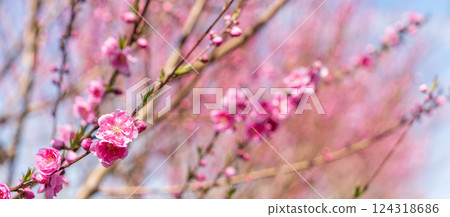 桃花映襯著春天的天空，春天 124318686