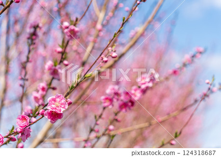 Peach blossoms shining against the spring sky, Spring 124318687