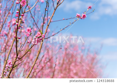 Peach blossoms shining against the spring sky, Spring 124318688