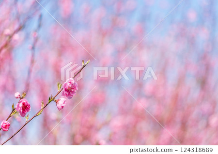 Peach blossoms shining against the spring sky, Spring 124318689