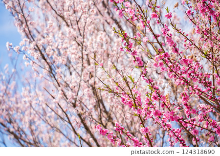桃花映襯著春天的天空，春天 124318690