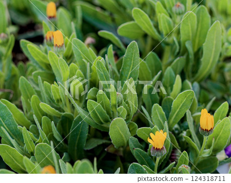 菊科園林植物金盞花 菊科園林植物金盞花 124318711