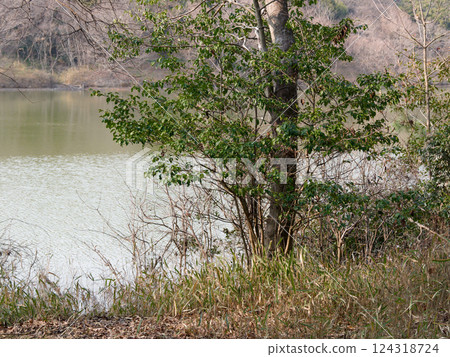 Waterside scenery in early spring 124318724