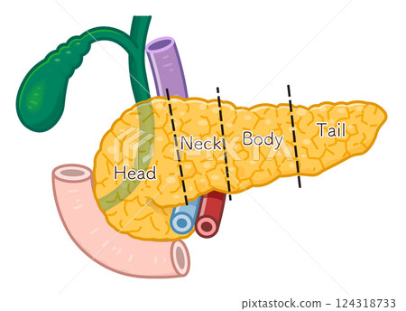 胰臟、十二指腸、膽囊、膽道和門靜脈圖示 124318733
