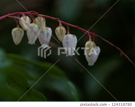 White flowers of the evergreen shrub Azalea of the Ericaceae family 124318780