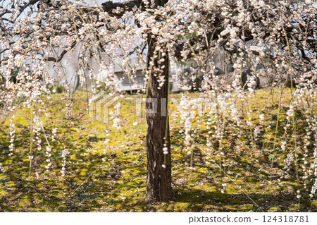 Spring scenery with weeping plum blossoms① Spring scenery with weeping plum blossoms① 124318781
