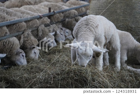 Sheep which eats grass 124318931