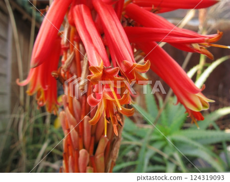 Minamiyo scenery: Red-orange flowers of the Hemerocallis arborescens Minamiyo scenery: Red-orange flowers of the Hemerocallis arborescens 124319093