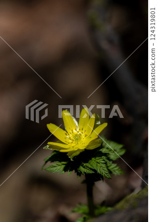早春時節,靈仙山西南山脊上盛開的阿多尼斯花 早春時節,靈仙山西南山脊上盛開的阿多尼斯花 124319801