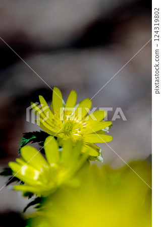 早春時節，靈仙山西南山脊上盛開的阿多尼斯花 124319802