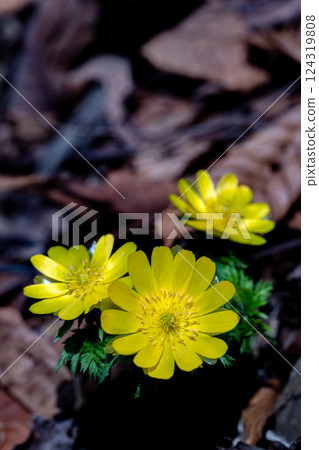 早春時節，靈仙山西南山脊上盛開的阿多尼斯花 124319808