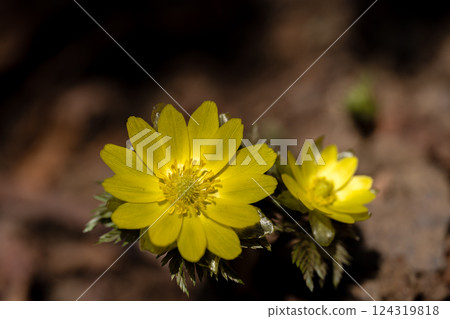 Adonis flowers blooming on the southwest ridge of Mount Ryosen in early spring 124319818