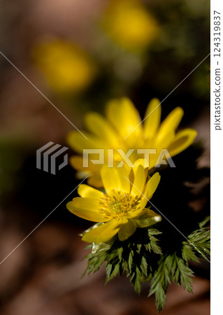 Adonis flowers blooming on the southwest ridge of Mount Ryosen in early spring 124319837