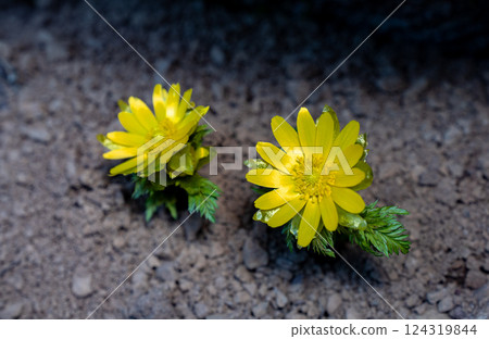 Adonis flowers blooming on the southwest ridge of Mount Ryosen in early spring 124319844