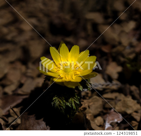 Adonis flowers blooming on the southwest ridge of Mount Ryosen in early spring 124319851