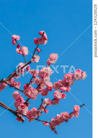 Ume flower Ume flower 124320029