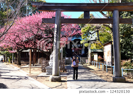 早開的櫻花在品川神社盛開 早開的櫻花在品川神社盛開 124320130