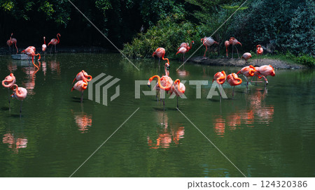 flock of pink flamingos on water on a river in forest in nature in national reserve in Asia in Vietnam 124320386