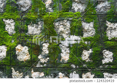 old stone wall covered with moss. Natural textured background old stone wall covered with moss. Natural textured background 124320419