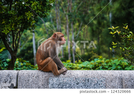 wild monkey in nature on monkey Mountain in Da Nang in Vietnam wild monkey in nature on monkey Mountain in Da Nang in Vietnam 124320666