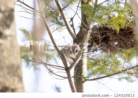 Ezomomonga 124320813