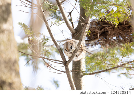 Ezomomonga 124320814