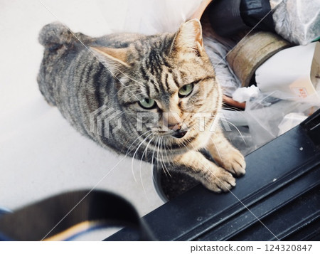 A cat with its front paws on a window 124320847