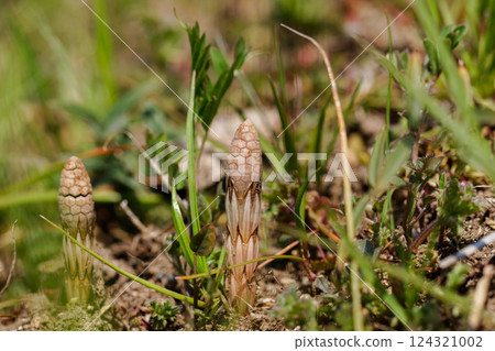 馬尾草預告春天 03 馬尾草預告春天 03 124321002