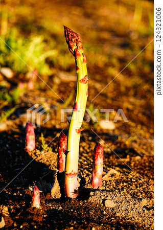 Green asparagus grown outdoors in Hokkaido illuminated by the setting sun 124321006