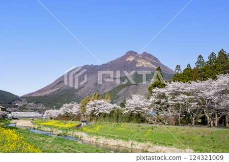Yufuin Cherry blossoms lined with rape blossoms and Yufudake Yufuin Cherry blossoms lined with rape blossoms and Yufudake 124321009